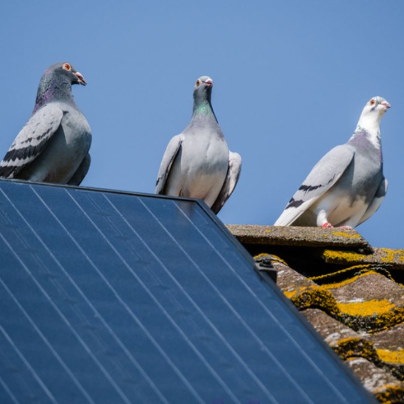 Perth Solar Panel Bird & Rodent Proofing Service